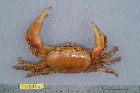 藏品(凶狠圓軸蟹)的圖片